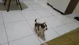 Bebê 