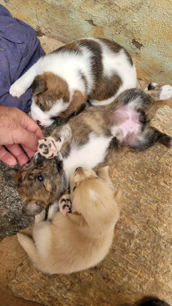 Cachorro ra a SRD-ViraLata idade Abaixo de 2 meses nome Bebê 