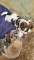 Bebê 