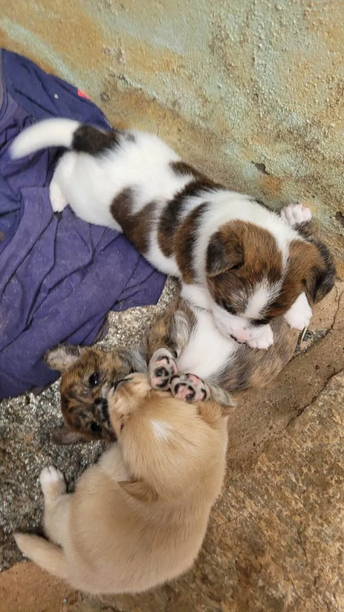 Cachorro ra a SRD-ViraLata idade Abaixo de 2 meses nome Bebê 