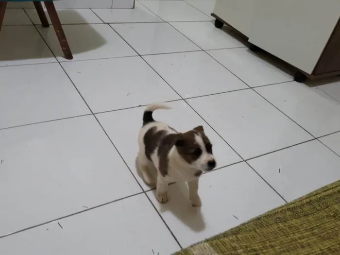 Cachorro ra a SRD-ViraLata idade Abaixo de 2 meses nome Bebê 