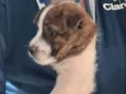 Bebê 