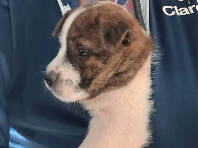 Cachorro ra a SRD-ViraLata idade Abaixo de 2 meses nome Bebê 