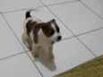 Bebê 