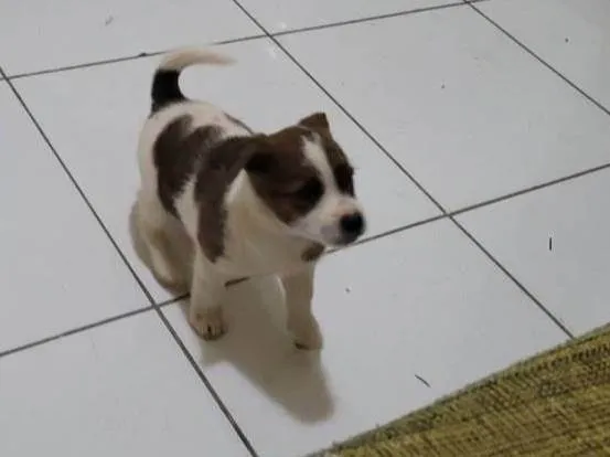Cachorro ra a SRD-ViraLata idade Abaixo de 2 meses nome Bebê 