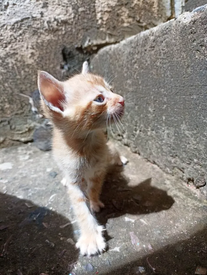 Gato ra a SRD-ViraLata idade Abaixo de 2 meses nome Ainda sem nome