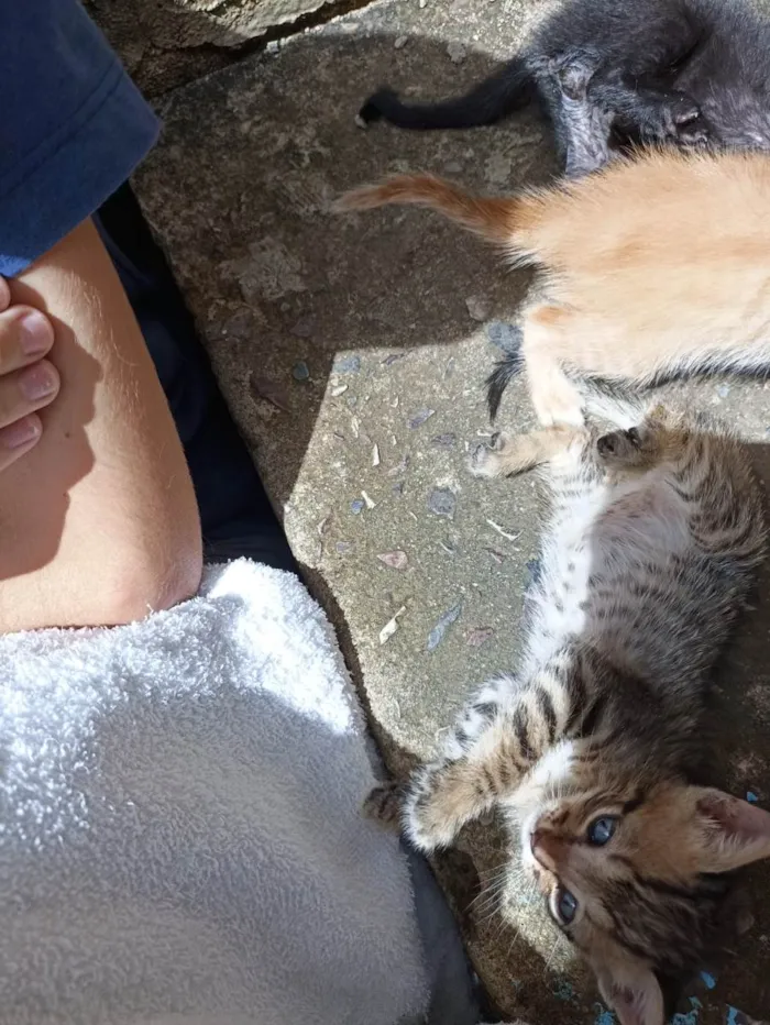 Gato ra a SRD-ViraLata idade Abaixo de 2 meses nome Ainda sem nome