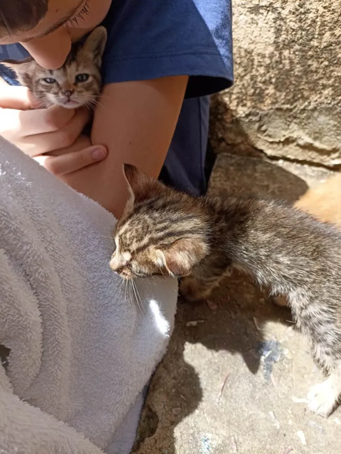 Gato ra a SRD-ViraLata idade Abaixo de 2 meses nome Ainda sem nome