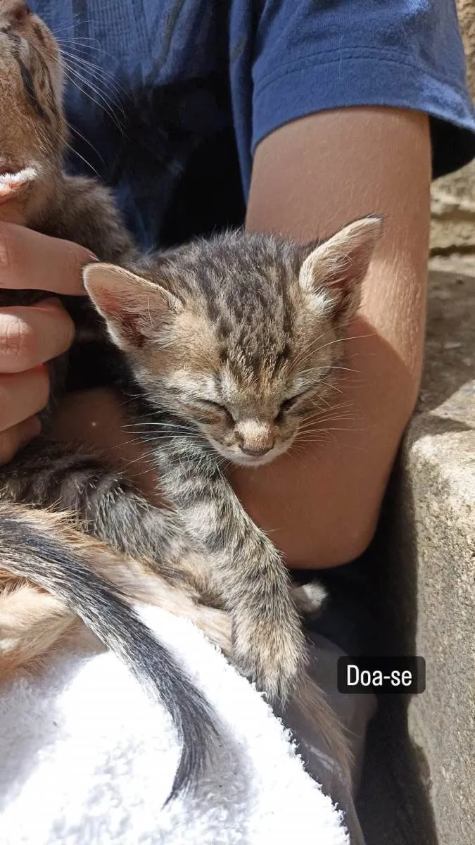 Gato ra a SRD-ViraLata idade Abaixo de 2 meses nome Ainda sem nome