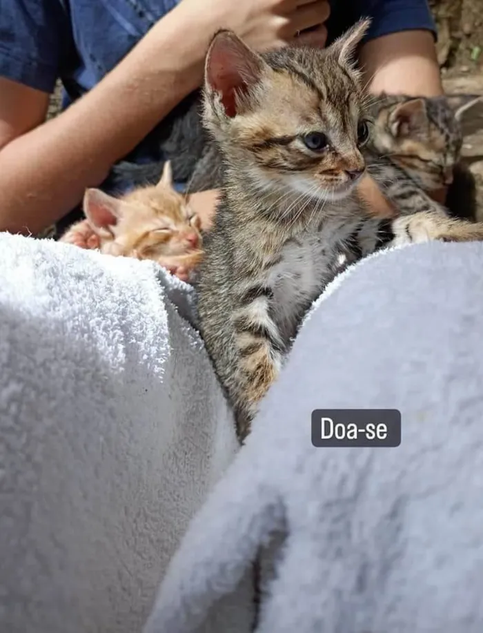 Gato ra a SRD-ViraLata idade Abaixo de 2 meses nome Ainda sem nome