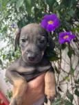 Cachorro raça SRD-ViraLata idade 2 a 6 meses nome Sem Nome 