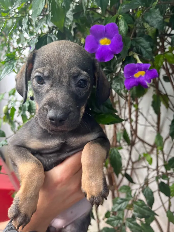 Cachorro raça SRD-ViraLata idade 2 a 6 meses nome Sem Nome 