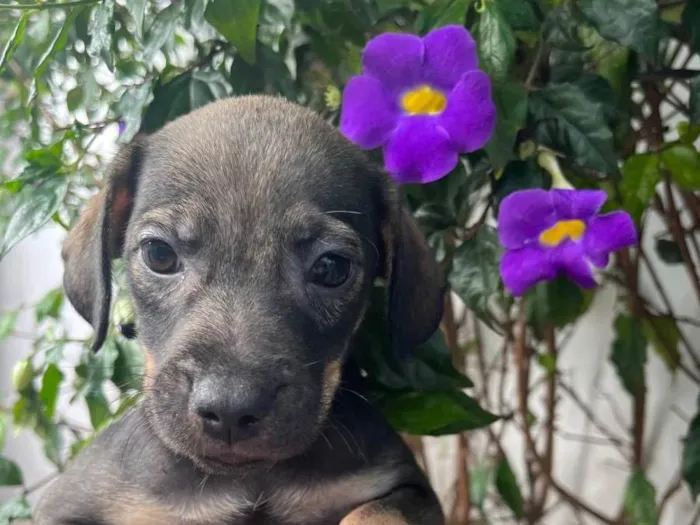 Cachorro raça SRD-ViraLata idade 2 a 6 meses nome Sem Nome 