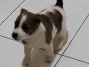 Cachorro raça SRD-ViraLata idade Abaixo de 2 meses nome Bebê 