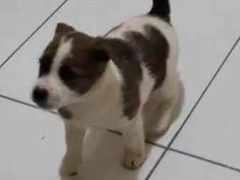Cachorro ra a SRD-ViraLata idade Abaixo de 2 meses nome Bebê 