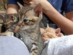 Gato raça SRD-ViraLata idade Abaixo de 2 meses nome Ainda sem nome