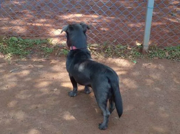 Cachorro ra a SRD idade 4 anos nome Billy