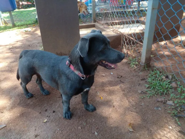 Cachorro ra a SRD idade 4 anos nome Billy