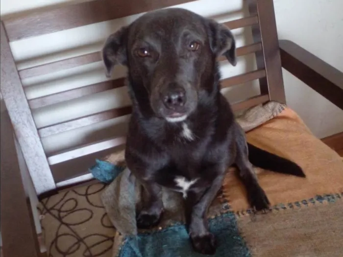 Cachorro ra a SRD idade 4 anos nome Billy