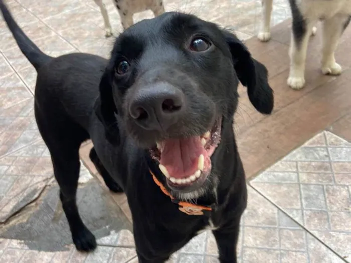 Cachorro ra a SRD idade 1 ano nome Pretinha