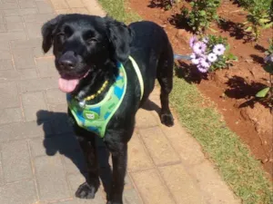 Cachorro raça SRD idade 1 ano nome Pretinha