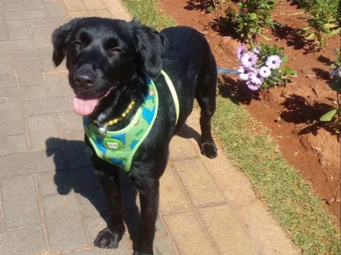 Cachorro ra a SRD idade 1 ano nome Pretinha
