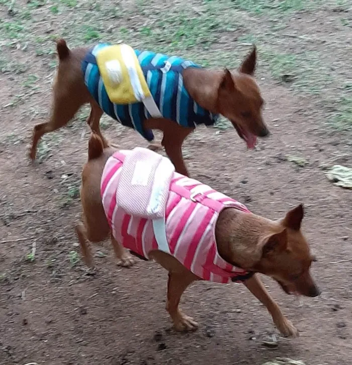 Cachorro ra a Pinscher idade 4 anos nome Romeu