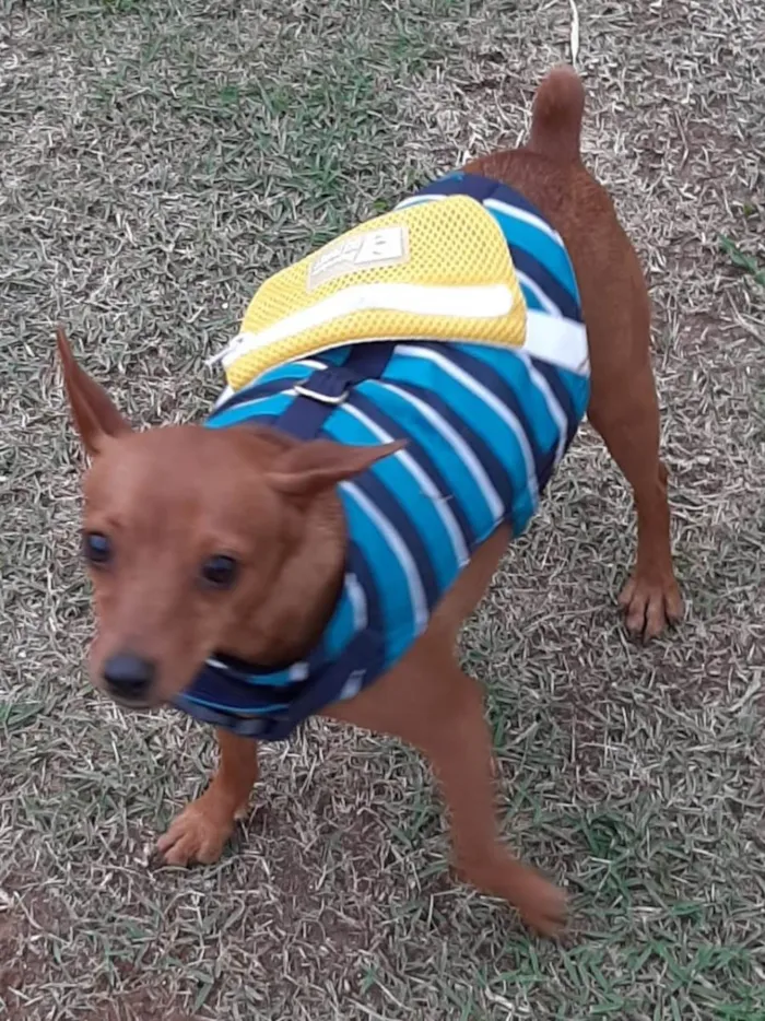 Cachorro ra a Pinscher idade 4 anos nome Romeu