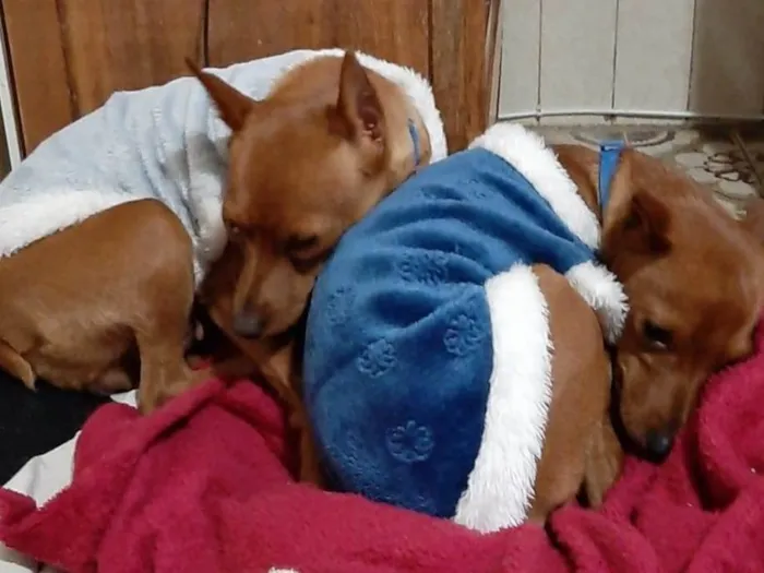 Cachorro ra a Pinscher idade 4 anos nome Romeu