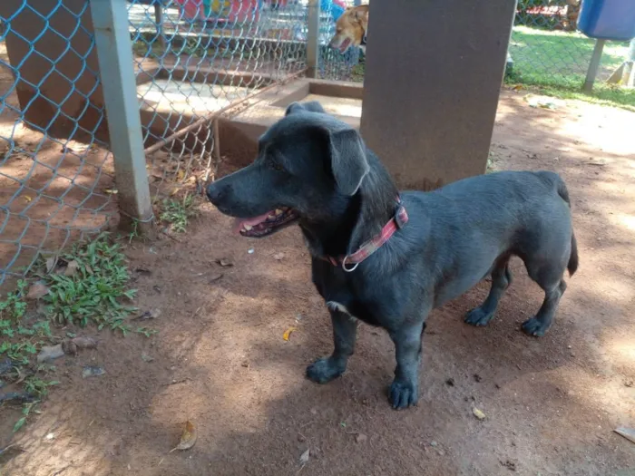 Cachorro raça SRD idade 4 anos nome Billy