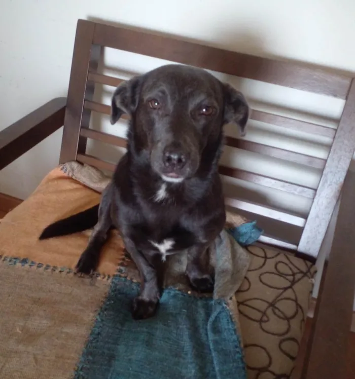 Cachorro raça SRD idade 4 anos nome Billy