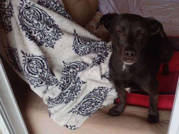 Cachorro raça SRD idade 4 anos nome Billy