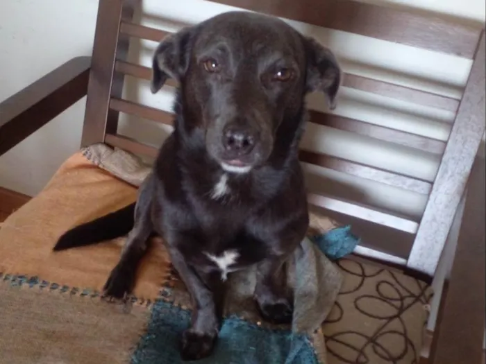 Cachorro raça SRD idade 4 anos nome Billy