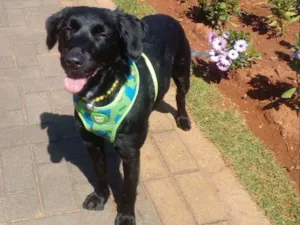 Cachorro raça SRD idade  nome Princesa