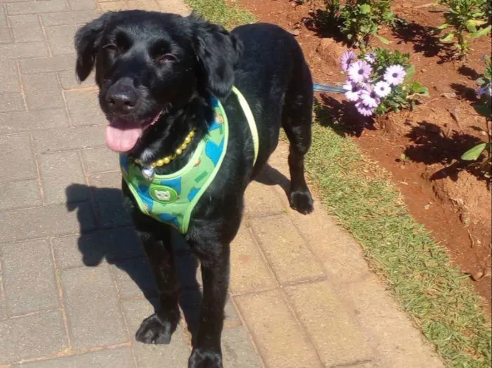 Cachorro raça SRD idade  nome Princesa