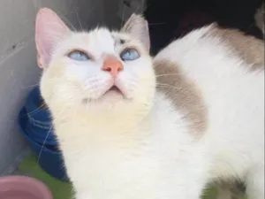 Gato raça SRD-ViraLata idade 1 ano nome Conceição