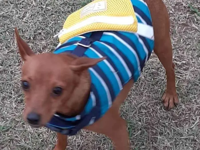 Cachorro ra a Pinscher idade 4 anos nome Romeu