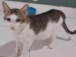 Gato raça SRD-ViraLata idade 1 ano nome Lucky