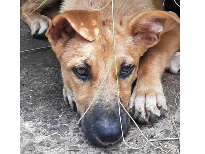 Cachorro ra a SRD-ViraLata idade 2 a 6 meses nome AYLA