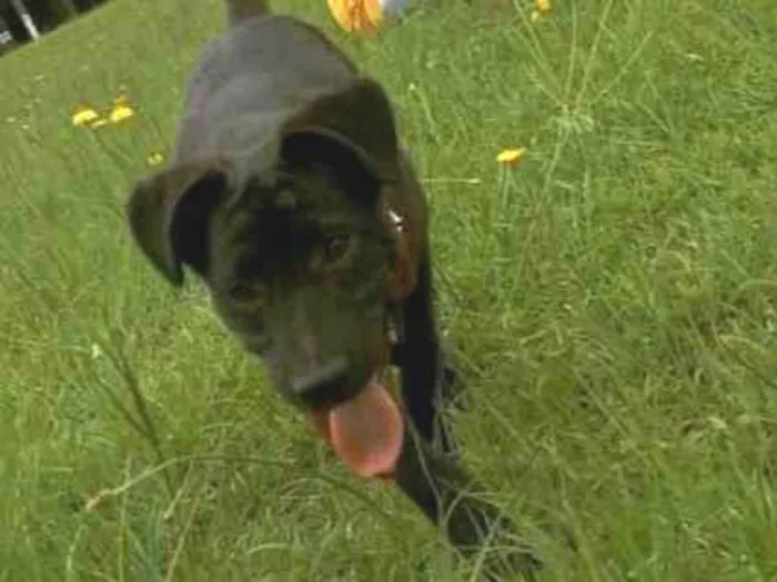 Cachorro ra a SRD-ViraLata idade 2 a 6 meses nome Urso