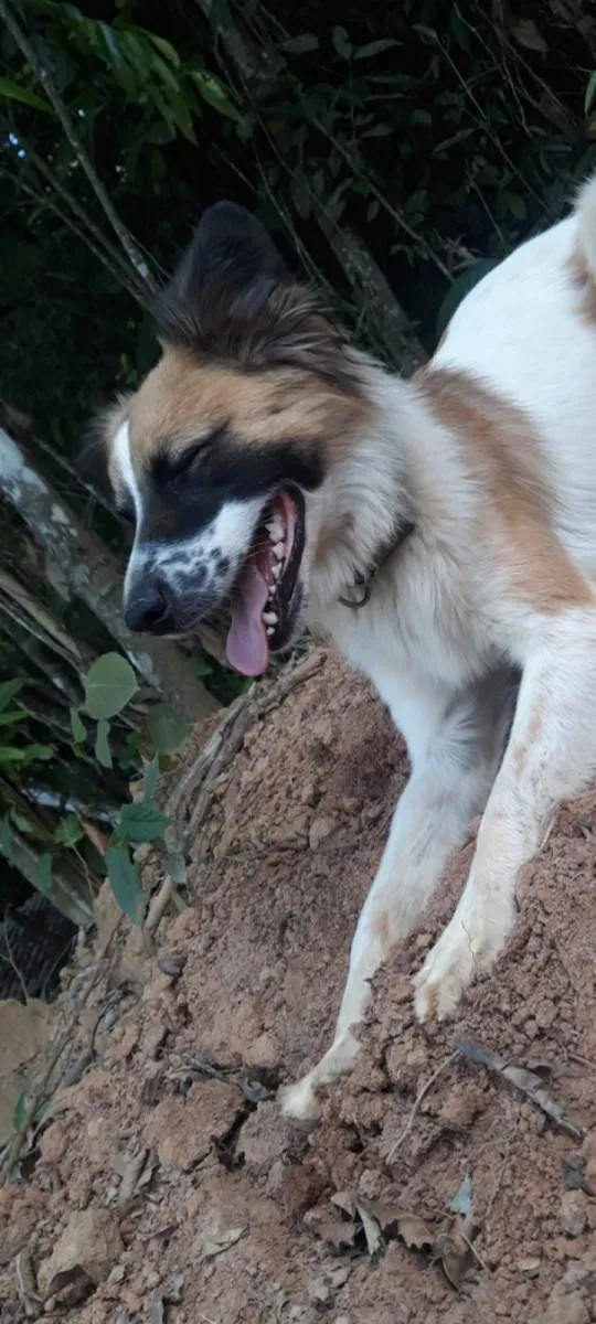 Cachorro ra a SRD-ViraLata idade 2 anos nome MEL