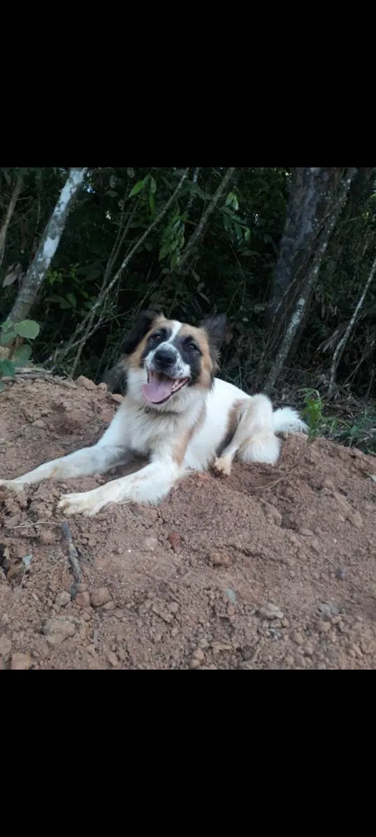 Cachorro ra a SRD-ViraLata idade 2 anos nome MEL