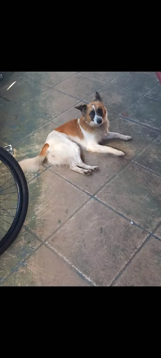 Cachorro ra a SRD-ViraLata idade 2 anos nome MEL