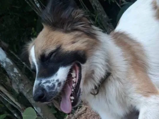 Cachorro ra a SRD-ViraLata idade 2 anos nome MEL