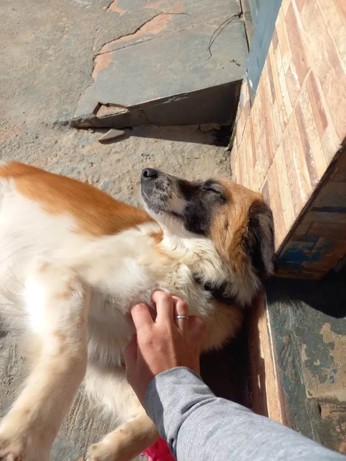 Cachorro ra a SRD-ViraLata idade 2 anos nome MEL