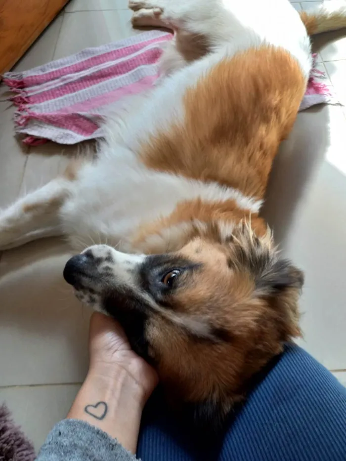 Cachorro ra a SRD-ViraLata idade 2 anos nome MEL
