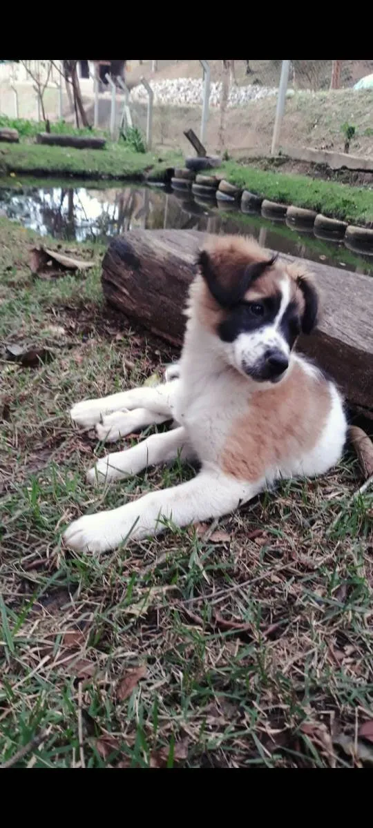 Cachorro ra a SRD-ViraLata idade 2 anos nome MEL