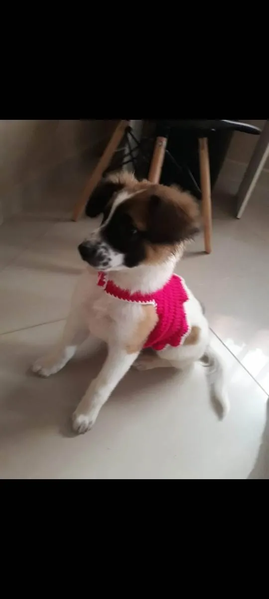 Cachorro ra a SRD-ViraLata idade 2 anos nome MEL