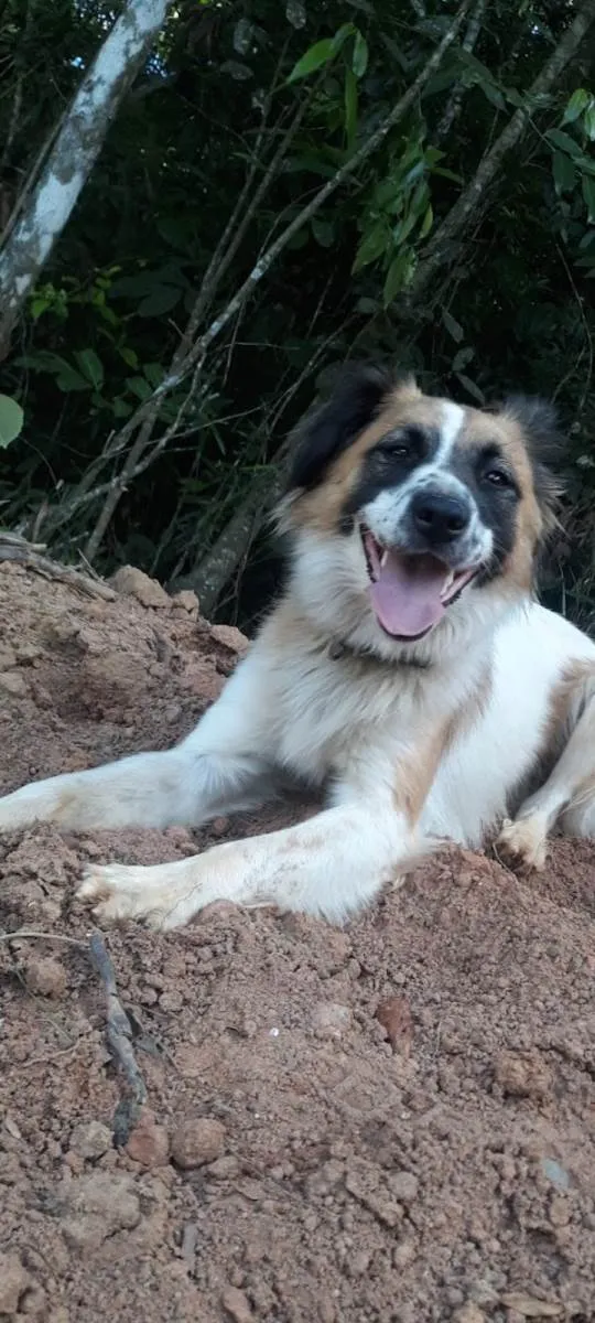 Cachorro ra a SRD-ViraLata idade 2 anos nome MEL