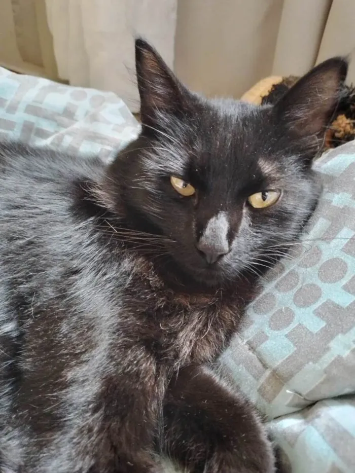 Gato ra a SRD-ViraLata idade 1 ano nome Maios
